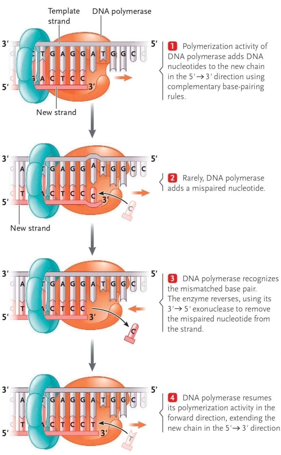 Proofreading depends on DNA activity