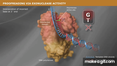 Proofreading Polymerase