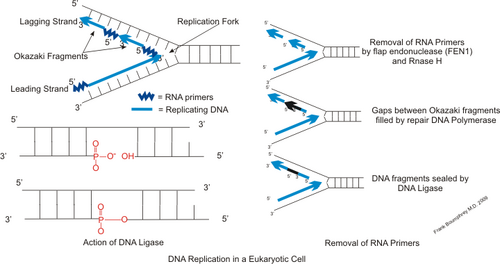 Initiation of DNA Replication by Primase