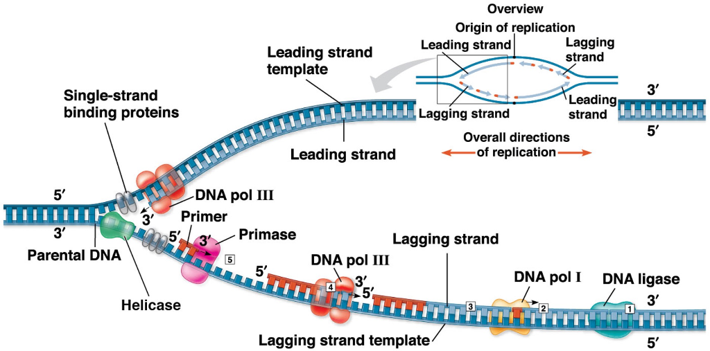 DNA Polymerase extending the Okazaki Fragment