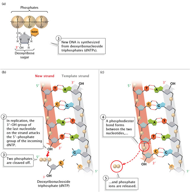 DNA Ligase sealing the nick